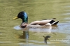 Filename=013_fotowilga~41.JPG
Filesize=99KB
Dimensions=640x427
Date added=Jan 12, 2017 013_fotowilga~41.JPG