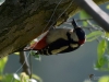 Filename=013_fotowilga~44.JPG
Filesize=249KB
Dimensions=700x525
Date added=May 19, 2017 013_fotowilga~44.JPG