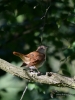 Filename=013_fotowilga~48.JPG
Filesize=277KB
Dimensions=525x700
Date added=Jul 31, 2017 013_fotowilga~48.JPG