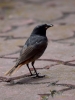 Filename=013_fotowilga~50.JPG
Filesize=257KB
Dimensions=525x700
Date added=Nov 02, 2017 013_fotowilga~50.JPG