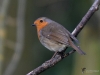 Filename=013_fotowilga~69.JPG
Filesize=261KB
Dimensions=700x525
Date added=May 08, 2019 013_fotowilga~69.JPG