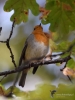Filename=0140_fotowilga~54.JPG
Filesize=251KB
Dimensions=525x700
Date added=Feb 12, 2019 0140_fotowilga~54.JPG