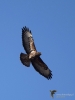 Filename=0140_fotowilga~57.JPG
Filesize=223KB
Dimensions=525x700
Date added=Mar 10, 2019 0140_fotowilga~57.JPG