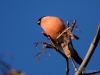 Filename=0143_fotowilga~62.JPG
Filesize=227KB
Dimensions=700x525
Date added=Nov 01, 2019 0143_fotowilga~62.JPG