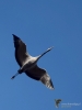 Filename=0148_fotowilga~53.JPG
Filesize=205KB
Dimensions=525x700
Date added=Jan 27, 2019 0148_fotowilga~53.JPG