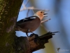 Filename=0148_fotowilga~54.JPG
Filesize=227KB
Dimensions=700x525
Date added=Apr 10, 2019 0148_fotowilga~54.JPG