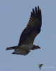Filename=0149_fotowilga~2.JPG
Filesize=224KB
Dimensions=559x700
Date added=Oct 26, 2021 0149_fotowilga~2.JPG