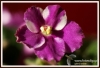 Filename=014_fotowilga~2.JPG
Filesize=117KB
Dimensions=720x492
Date added=Mar 17, 2013 014_fotowilga~2.JPG