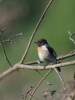 Filename=014_fotowilga~34.JPG
Filesize=210KB
Dimensions=525x700
Date added=Jun 12, 2017 014_fotowilga~34.JPG