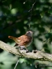 Filename=014_fotowilga~35.JPG
Filesize=261KB
Dimensions=525x700
Date added=Jul 31, 2017 014_fotowilga~35.JPG