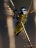 Filename=014_fotowilga~44.JPG
Filesize=225KB
Dimensions=525x700
Date added=Mar 03, 2018 014_fotowilga~44.JPG