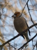 Filename=014_fotowilga~47.JPG
Filesize=244KB
Dimensions=525x700
Date added=Apr 25, 2018 014_fotowilga~47.JPG