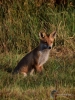 Filename=014_fotowilga~51.JPG
Filesize=381KB
Dimensions=525x700
Date added=Jan 13, 2019 014_fotowilga~51.JPG
