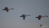 Filename=014_fotowilga~61.JPG
Filesize=131KB
Dimensions=700x419
Date added=Nov 27, 2019 014_fotowilga~61.JPG