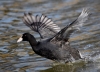 Filename=0151_fotowilga~0.JPG
Filesize=292KB
Dimensions=700x507
Date added=Mar 17, 2021 0151_fotowilga~0.JPG