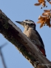 Filename=0151_fotowilga~43.JPG
Filesize=234KB
Dimensions=525x700
Date added=Aug 29, 2018 0151_fotowilga~43.JPG