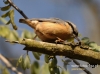 Filename=0152_fotowilga~24.JPG
Filesize=100KB
Dimensions=640x476
Date added=Apr 17, 2016 0152_fotowilga~24.JPG