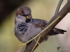 Filename=0153_fotowilga~50.JPG
Filesize=265KB
Dimensions=700x525
Date added=Nov 01, 2018 0153_fotowilga~50.JPG
