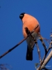 Filename=0153_fotowilga~60.JPG
Filesize=224KB
Dimensions=525x700
Date added=Nov 01, 2019 0153_fotowilga~60.JPG