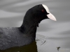 Filename=0155_fotowilga~56.JPG
Filesize=200KB
Dimensions=700x525
Date added=Jun 02, 2019 0155_fotowilga~56.JPG