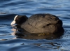 Filename=0156_fotowilga~4.JPG
Filesize=266KB
Dimensions=700x511
Date added=Jan 23, 2022 0156_fotowilga~4.JPG