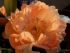 Filename=0156_fotowilga~45.JPG
Filesize=265KB
Dimensions=700x525
Date added=Aug 27, 2018 0156_fotowilga~45.JPG