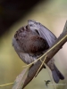 Filename=0157_fotowilga~42.JPG
Filesize=234KB
Dimensions=525x700
Date added=Nov 02, 2018 0157_fotowilga~42.JPG
