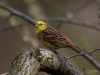 Filename=0158_fotowilga~0.JPG
Filesize=245KB
Dimensions=700x525
Date added=Jun 28, 2019 0158_fotowilga~0.JPG