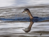 Filename=0159_fotowilga~51.JPG
Filesize=278KB
Dimensions=700x525
Date added=Feb 16, 2019 0159_fotowilga~51.JPG
