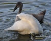Filename=015_fotowilga~22.JPG
Filesize=110KB
Dimensions=600x480
Date added=Jan 07, 2016 015_fotowilga~22.JPG