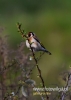 Filename=015_fotowilga~28.JPG
Filesize=46KB
Dimensions=343x480
Date added=May 03, 2016 015_fotowilga~28.JPG