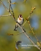 Filename=015_fotowilga~31.JPG
Filesize=52KB
Dimensions=384x480
Date added=Jul 31, 2016 015_fotowilga~31.JPG