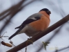 Filename=015_fotowilga~33.JPG
Filesize=63KB
Dimensions=640x480
Date added=Dec 06, 2016 015_fotowilga~33.JPG
