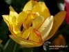 Filename=015_fotowilga~37.JPG
Filesize=88KB
Dimensions=640x480
Date added=Mar 02, 2017 015_fotowilga~37.JPG