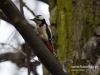 Filename=015_fotowilga~42.JPG
Filesize=84KB
Dimensions=640x480
Date added=Mar 26, 2017 015_fotowilga~42.JPG