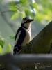 Filename=015_fotowilga~44.JPG
Filesize=211KB
Dimensions=525x700
Date added=May 19, 2017 015_fotowilga~44.JPG