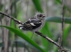 Filename=015_fotowilga~46.JPG
Filesize=255KB
Dimensions=700x520
Date added=Jun 20, 2017 015_fotowilga~46.JPG