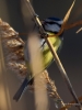Filename=015_fotowilga~54.JPG
Filesize=231KB
Dimensions=525x700
Date added=Feb 16, 2018 015_fotowilga~54.JPG