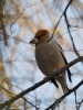 Filename=015_fotowilga~55.JPG
Filesize=244KB
Dimensions=525x700
Date added=Feb 23, 2018 015_fotowilga~55.JPG