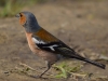 Filename=015_fotowilga~56.JPG
Filesize=220KB
Dimensions=700x525
Date added=Jul 23, 2018 015_fotowilga~56.JPG