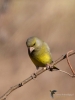 Filename=015_fotowilga~62.JPG
Filesize=230KB
Dimensions=525x700
Date added=Mar 10, 2019 015_fotowilga~62.JPG