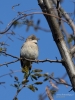 Filename=015_fotowilga~64.JPG
Filesize=252KB
Dimensions=525x700
Date added=Apr 02, 2019 015_fotowilga~64.JPG