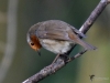 Filename=015_fotowilga~66.JPG
Filesize=274KB
Dimensions=700x525
Date added=May 06, 2019 015_fotowilga~66.JPG
