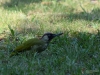 Filename=015_fotowilga~68.JPG
Filesize=337KB
Dimensions=700x525
Date added=Aug 07, 2019 015_fotowilga~68.JPG
