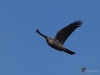 Filename=0161_fotowilga~0.JPG
Filesize=220KB
Dimensions=700x525
Date added=Oct 17, 2020 0161_fotowilga~0.JPG
