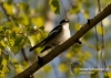 Filename=0161_fotowilga~15.JPG
Filesize=98KB
Dimensions=640x457
Date added=Jan 15, 2016 0161_fotowilga~15.JPG