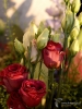 Filename=0162_fotowilga~48.JPG
Filesize=257KB
Dimensions=525x700
Date added=Aug 31, 2018 0162_fotowilga~48.JPG