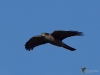 Filename=0163_fotowilga~0.JPG
Filesize=228KB
Dimensions=700x525
Date added=Oct 17, 2020 0163_fotowilga~0.JPG