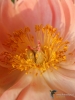 Filename=0164_fotowilga~41.JPG
Filesize=221KB
Dimensions=525x700
Date added=Aug 30, 2018 0164_fotowilga~41.JPG