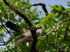 Filename=0164_fotowilga~43.JPG
Filesize=312KB
Dimensions=700x525
Date added=Jan 07, 2019 0164_fotowilga~43.JPG
